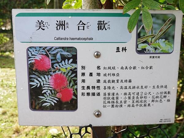 美洲合歡-鶯歌永吉公園 (3).JPG