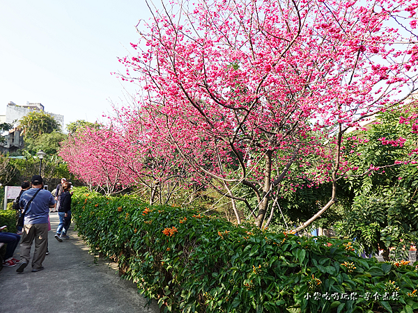 籃球場上方櫻花、炮仗花步道 (6).png