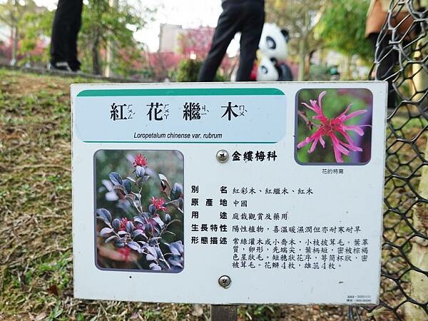 紅花繼木-鶯歌永吉公園 (1).JPG