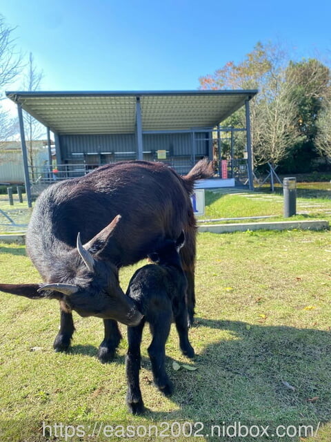 宜蘭冬山親子民宿推薦 | 丟丟噹親子樂園民宿 宜蘭百坪民宿 接近小動物 釣魚划船 奶瓶餵魚 網美拍照景點