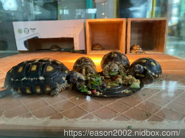 宜蘭冬山親子民宿推薦 | 丟丟噹親子樂園民宿 宜蘭百坪民宿 接近小動物 釣魚划船 奶瓶餵魚 網美拍照景點