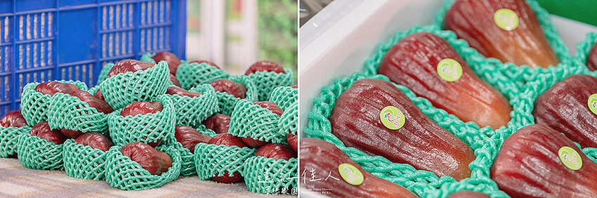 屏東景點 | 透紅佳人夢想樂園 | 走入佳冬鄉農會品嚐吹著海風長大的蓮霧，體驗客家柴燒披薩、手洗愛玉