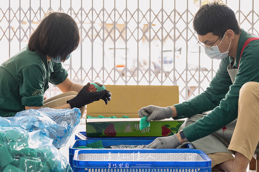 屏東景點 | 透紅佳人夢想樂園 | 走入佳冬鄉農會品嚐吹著海風長大的蓮霧，體驗客家柴燒披薩、手洗愛玉