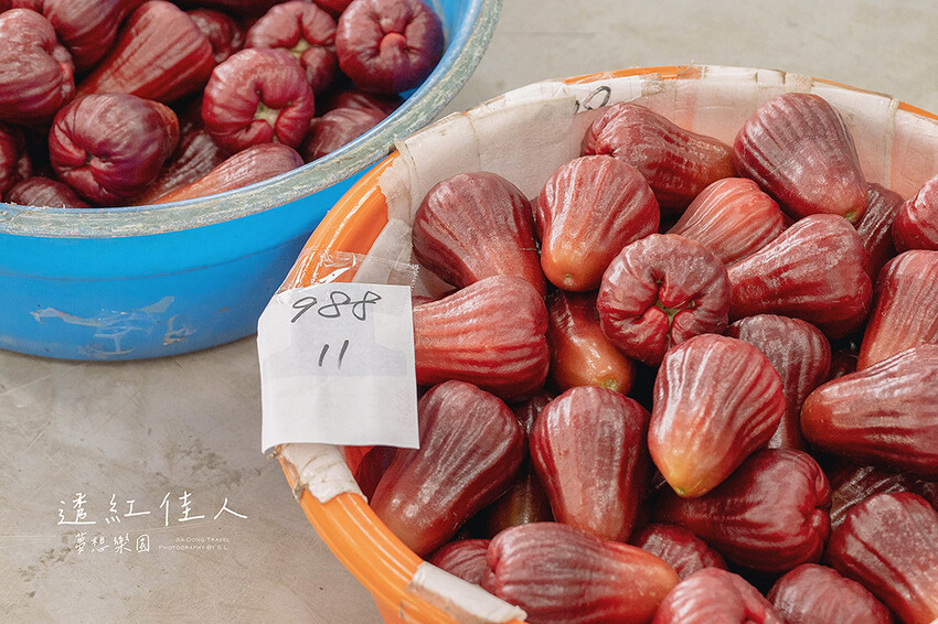 屏東景點 | 透紅佳人夢想樂園 | 走入佳冬鄉農會品嚐吹著海風長大的蓮霧，體驗客家柴燒披薩、手洗愛玉