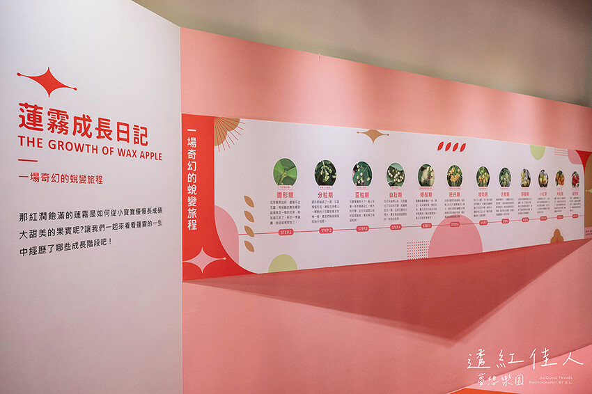 屏東景點 | 透紅佳人夢想樂園 | 走入佳冬鄉農會品嚐吹著海風長大的蓮霧，體驗客家柴燒披薩、手洗愛玉