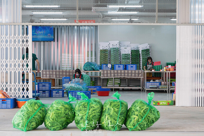 屏東景點 | 透紅佳人夢想樂園 | 走入佳冬鄉農會品嚐吹著海風長大的蓮霧，體驗客家柴燒披薩、手洗愛玉