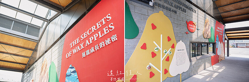 屏東景點 | 透紅佳人夢想樂園 | 走入佳冬鄉農會品嚐吹著海風長大的蓮霧，體驗客家柴燒披薩、手洗愛玉