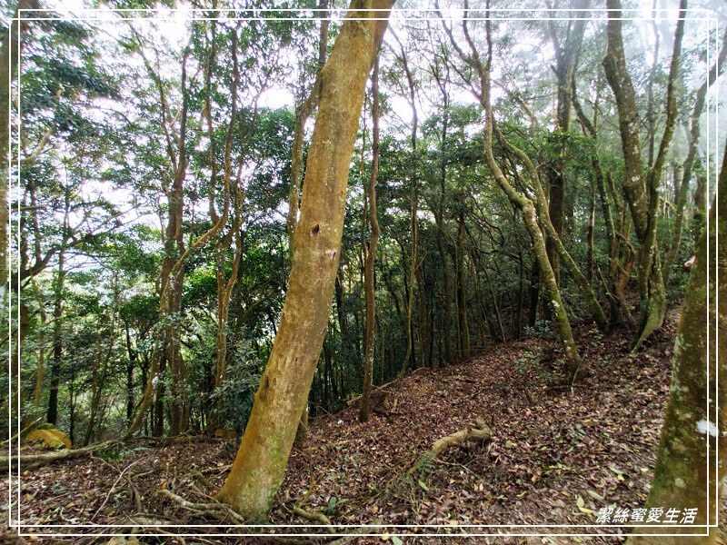 仙山登山步道-苗栗獅潭/手腳並用方可進!三角點瞭闊美景必打卡
