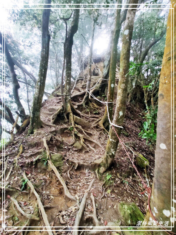 仙山登山步道-苗栗獅潭/手腳並用方可進!三角點瞭闊美景必打卡