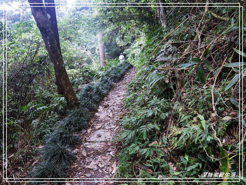 仙山登山步道-苗栗獅潭/手腳並用方可進!三角點瞭闊美景必打卡
