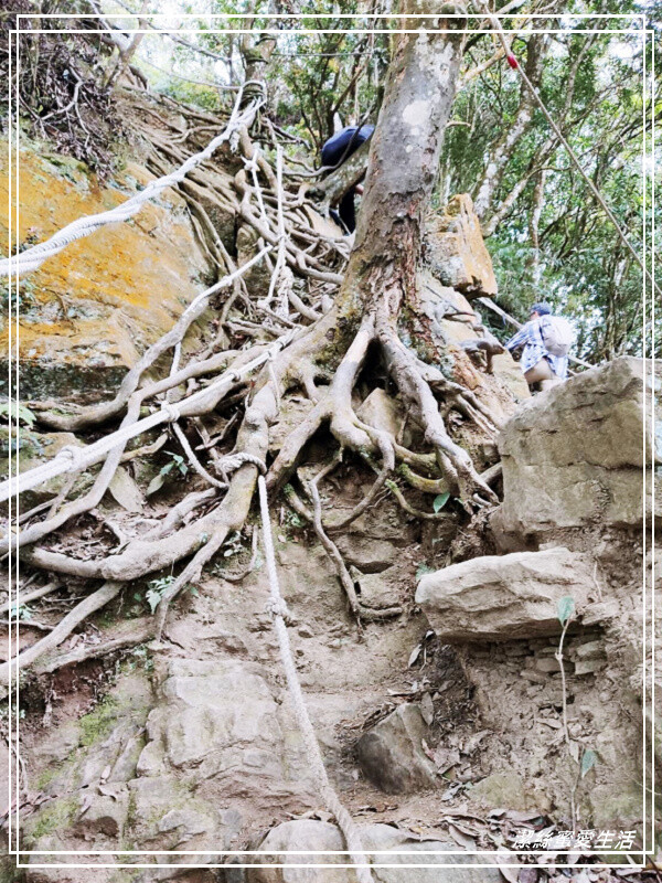 仙山登山步道-苗栗獅潭/手腳並用方可進!三角點瞭闊美景必打卡