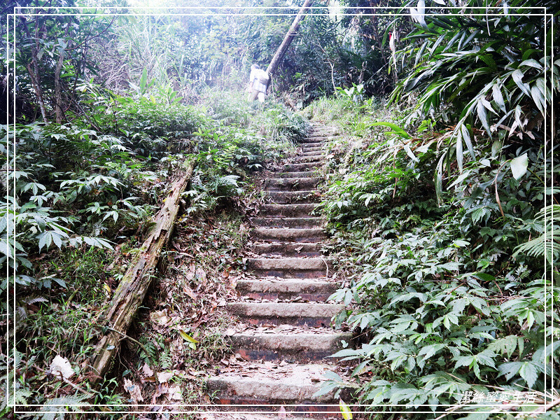 仙山登山步道-苗栗獅潭/手腳並用方可進!三角點瞭闊美景必打卡