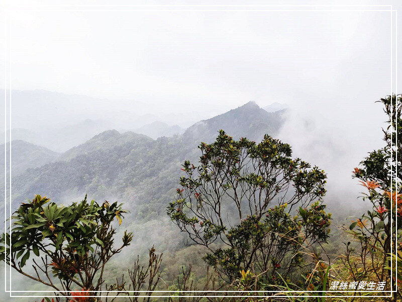 仙山登山步道-苗栗獅潭/手腳並用方可進!三角點瞭闊美景必打卡