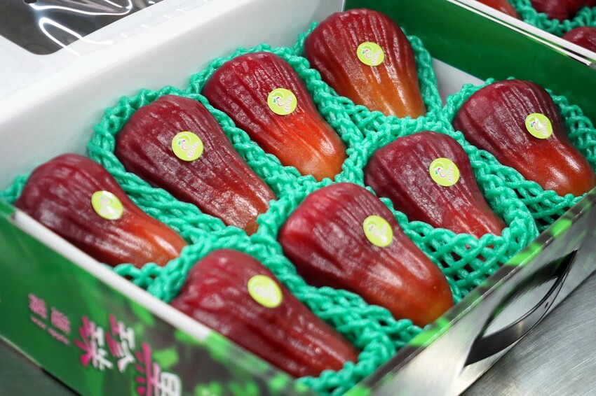 【屏東親子景點】♥透紅佳人探索樂園♥全台唯一蓮霧主題觀光工廠.可愛蓮霧巨人.蓮霧風味手作愛玉/窯烤披薩DIY