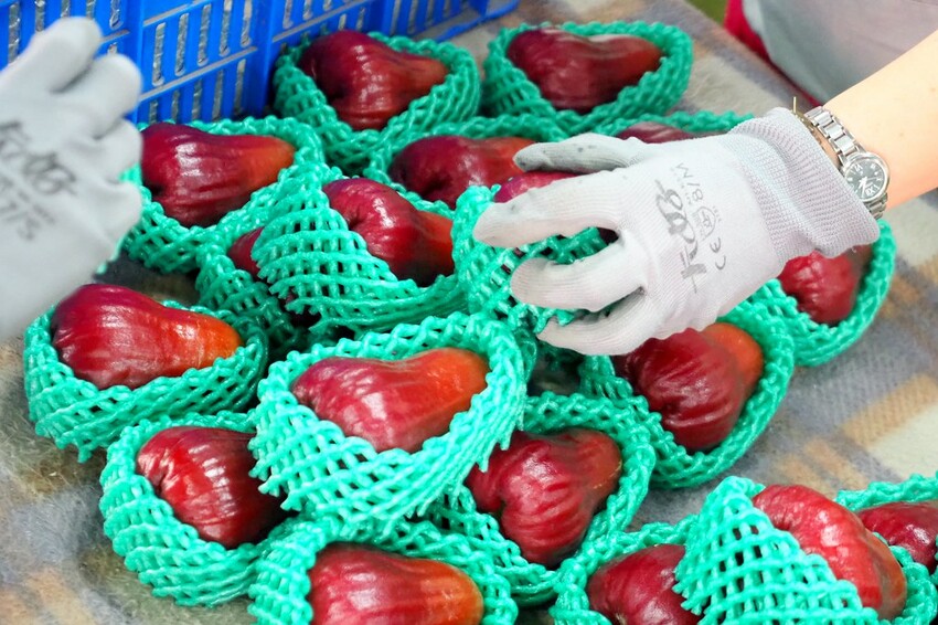 【屏東親子景點】♥透紅佳人探索樂園♥全台唯一蓮霧主題觀光工廠.可愛蓮霧巨人.蓮霧風味手作愛玉/窯烤披薩DIY