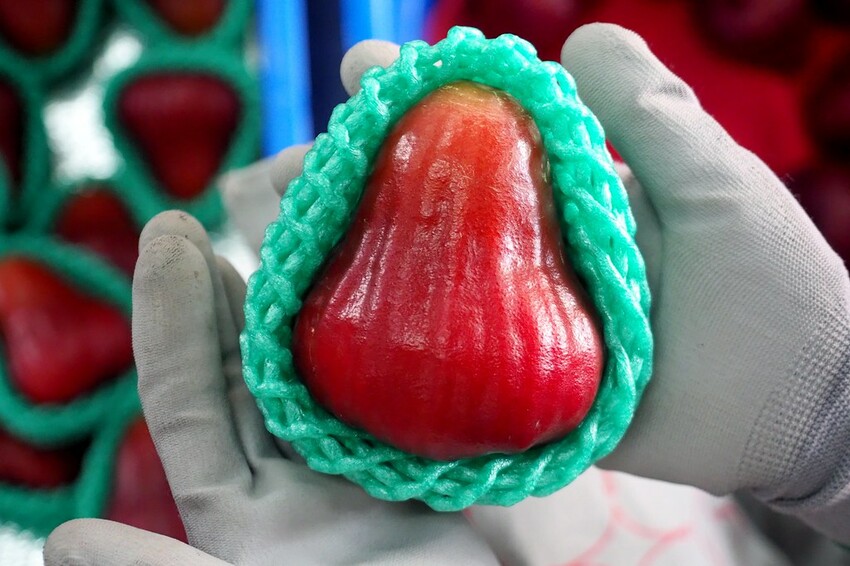 【屏東親子景點】♥透紅佳人探索樂園♥全台唯一蓮霧主題觀光工廠.可愛蓮霧巨人.蓮霧風味手作愛玉/窯烤披薩DIY