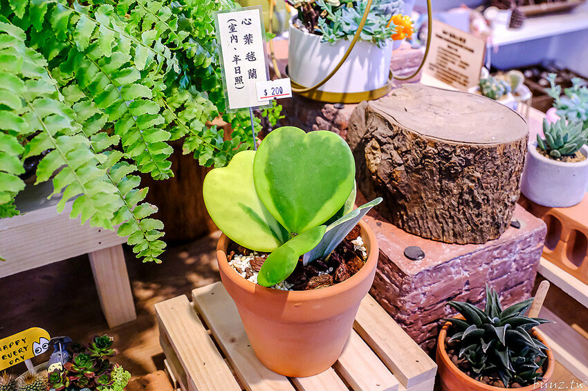 多肉植物種類豐富，丸子植物工作室，集結平價盆栽、上千款公仔、日雜小物超好逛！