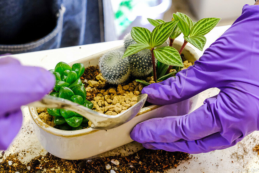 多肉植物種類豐富，丸子植物工作室，集結平價盆栽、上千款公仔、日雜小物超好逛！