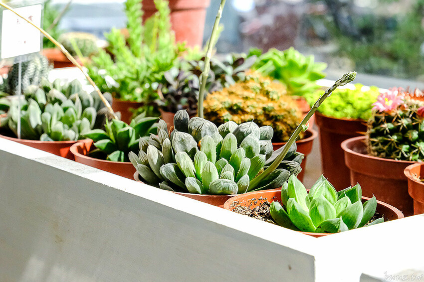 多肉植物種類豐富，丸子植物工作室，集結平價盆栽、上千款公仔、日雜小物超好逛！