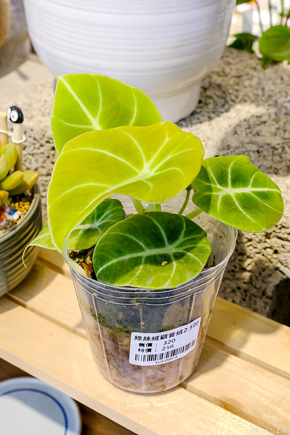 多肉植物種類豐富，丸子植物工作室，集結平價盆栽、上千款公仔、日雜小物超好逛！