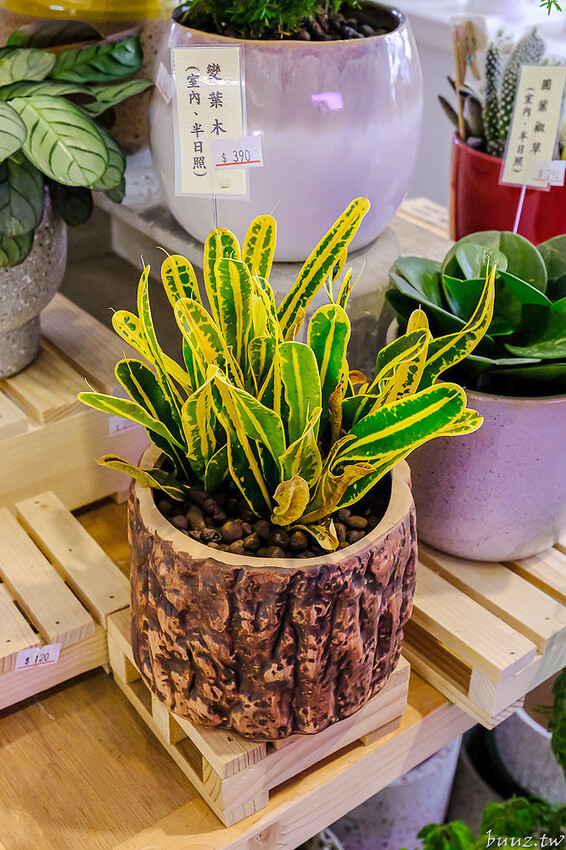 多肉植物種類豐富，丸子植物工作室，集結平價盆栽、上千款公仔、日雜小物超好逛！