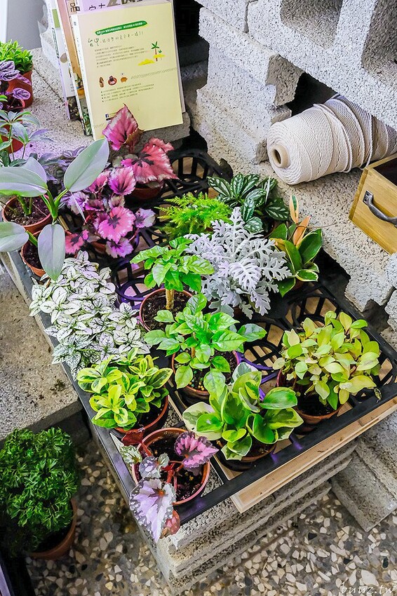 多肉植物種類豐富，丸子植物工作室，集結平價盆栽、上千款公仔、日雜小物超好逛！
