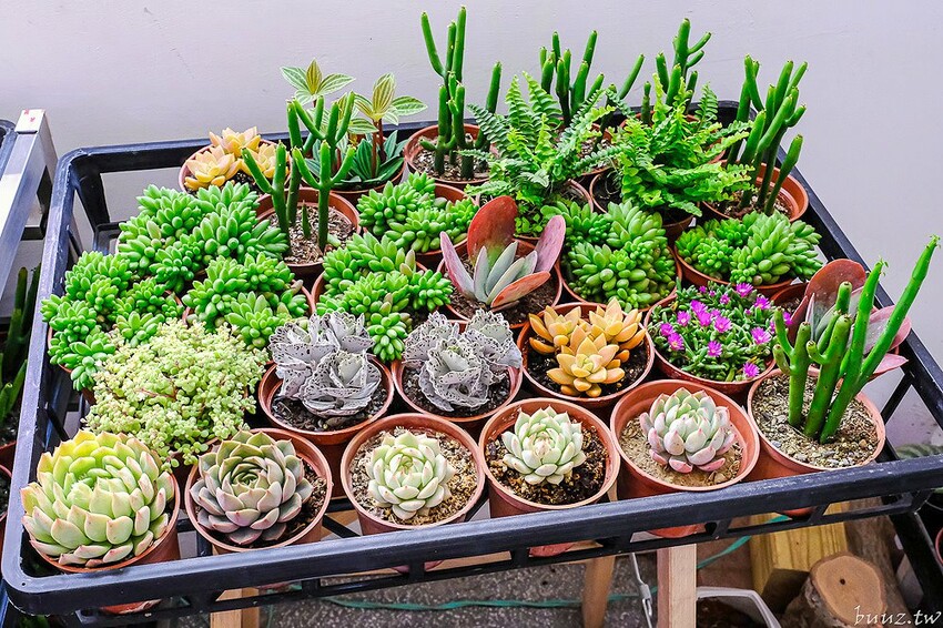 多肉植物種類豐富，丸子植物工作室，集結平價盆栽、上千款公仔、日雜小物超好逛！