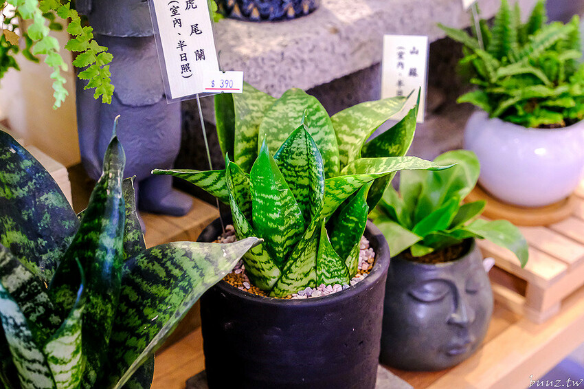 多肉植物種類豐富，丸子植物工作室，集結平價盆栽、上千款公仔、日雜小物超好逛！