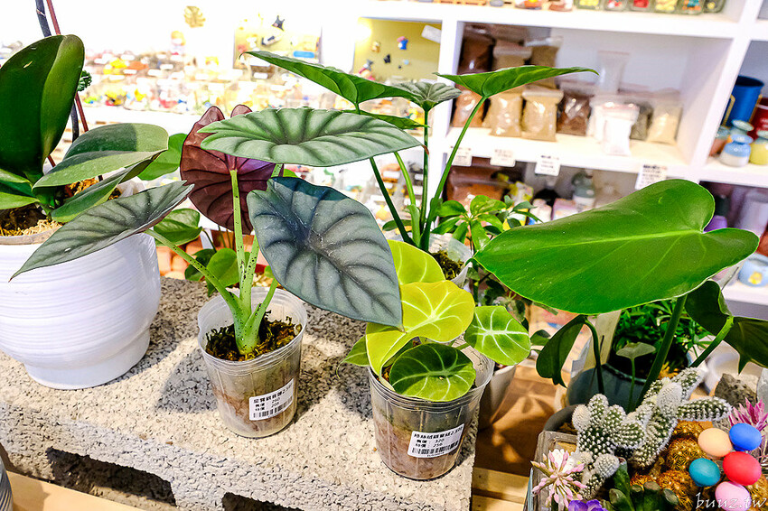 多肉植物種類豐富，丸子植物工作室，集結平價盆栽、上千款公仔、日雜小物超好逛！
