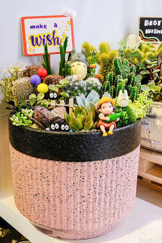 多肉植物種類豐富，丸子植物工作室，集結平價盆栽、上千款公仔、日雜小物超好逛！