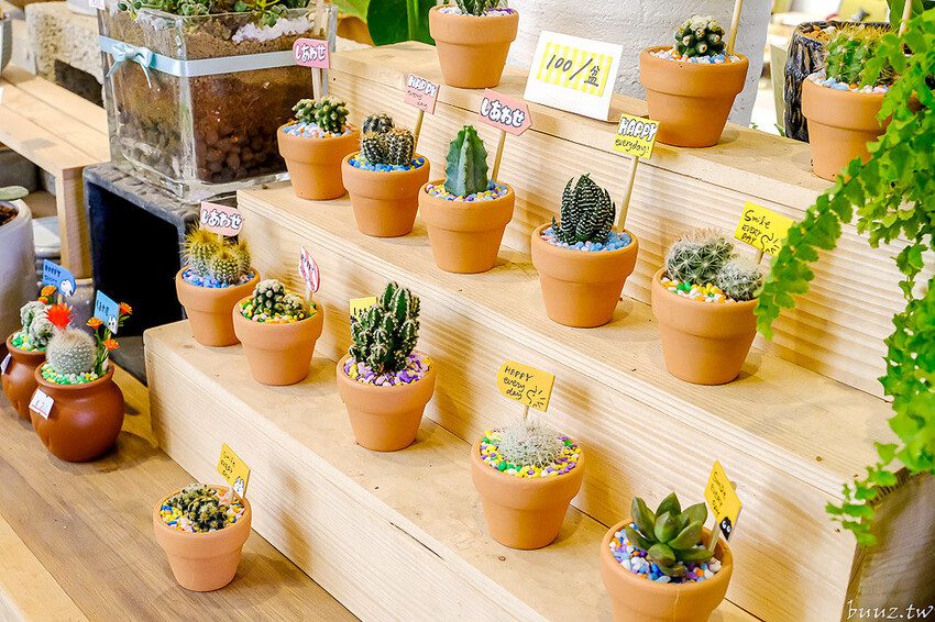 多肉植物種類豐富，丸子植物工作室，集結平價盆栽、上千款公仔、日雜小物超好逛！