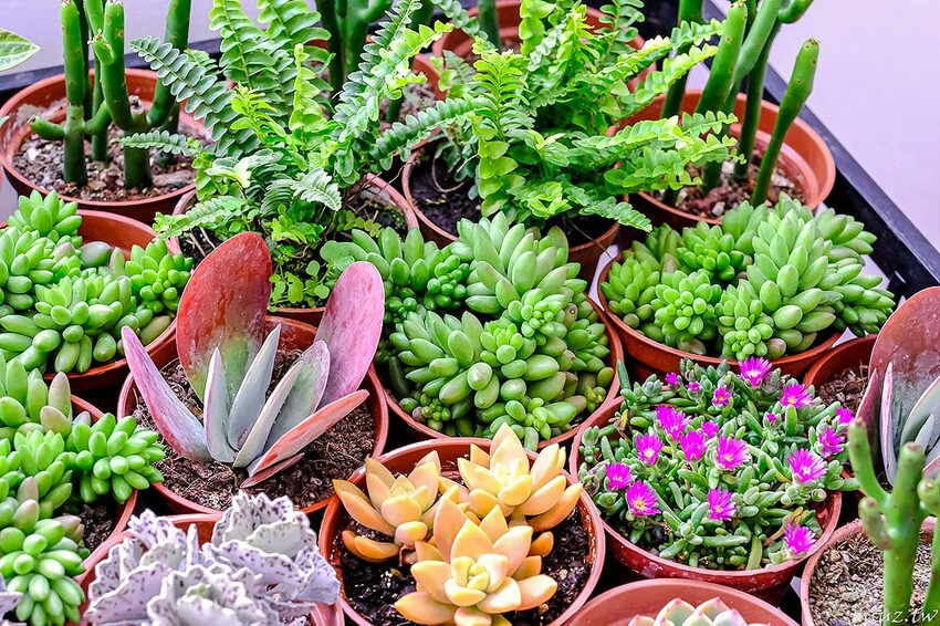 多肉植物種類豐富，丸子植物工作室，集結平價盆栽、上千款公仔、日雜小物超好逛！