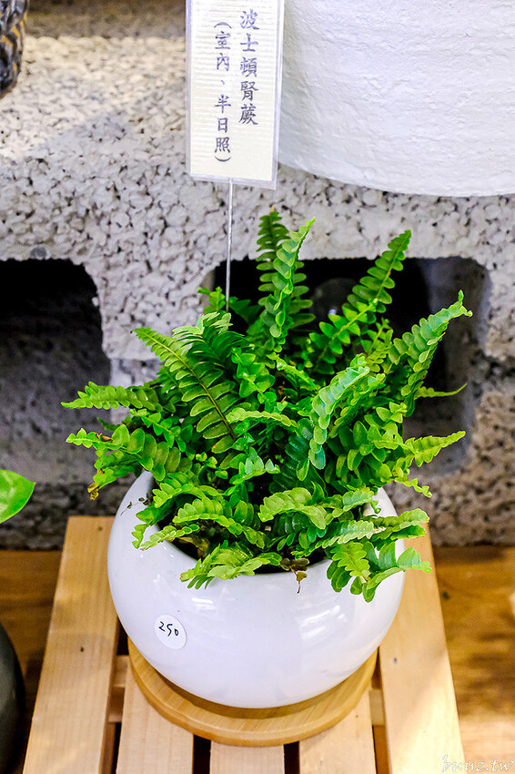 多肉植物種類豐富，丸子植物工作室，集結平價盆栽、上千款公仔、日雜小物超好逛！