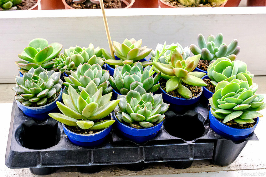 多肉植物種類豐富，丸子植物工作室，集結平價盆栽、上千款公仔、日雜小物超好逛！