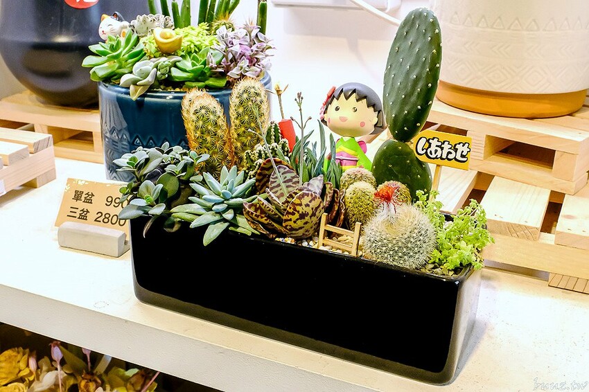 多肉植物種類豐富，丸子植物工作室，集結平價盆栽、上千款公仔、日雜小物超好逛！