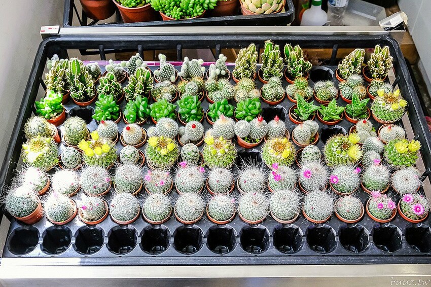 多肉植物種類豐富，丸子植物工作室，集結平價盆栽、上千款公仔、日雜小物超好逛！