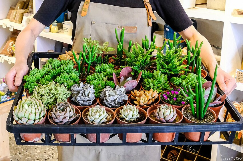 多肉植物種類豐富，丸子植物工作室，集結平價盆栽、上千款公仔、日雜小物超好逛！