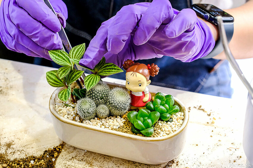 多肉植物種類豐富，丸子植物工作室，集結平價盆栽、上千款公仔、日雜小物超好逛！
