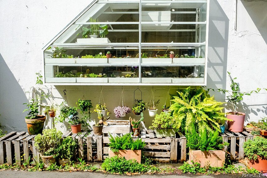 多肉植物種類豐富，丸子植物工作室，集結平價盆栽、上千款公仔、日雜小物超好逛！