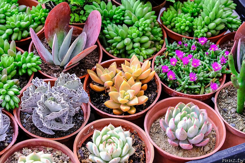 多肉植物種類豐富，丸子植物工作室，集結平價盆栽、上千款公仔、日雜小物超好逛！
