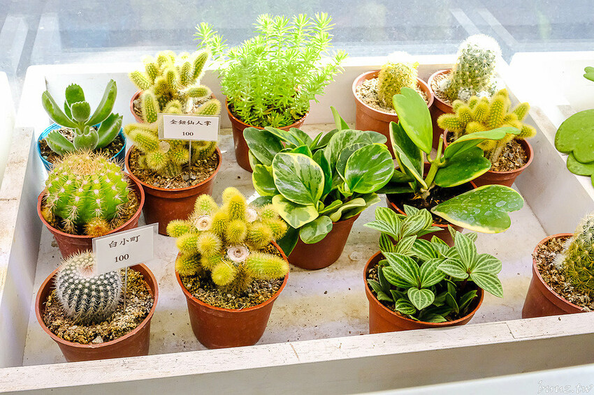 多肉植物種類豐富，丸子植物工作室，集結平價盆栽、上千款公仔、日雜小物超好逛！