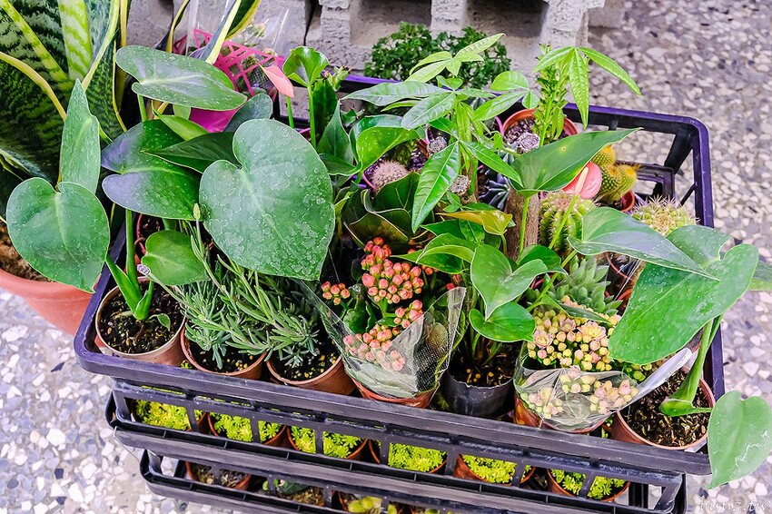 多肉植物種類豐富，丸子植物工作室，集結平價盆栽、上千款公仔、日雜小物超好逛！