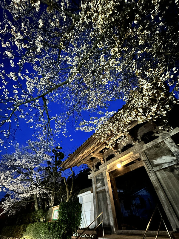 【日本，鳥取】鹿野城跡公園，夜得好美，好魔幻！！（2023日本賞櫻，夜櫻超推，鳥取賞櫻秘境）