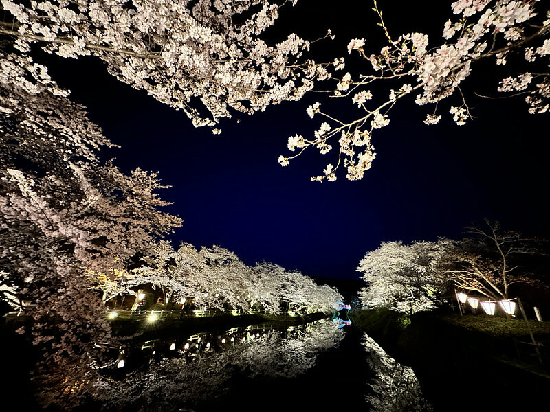 【日本，鳥取】鹿野城跡公園，夜得好美，好魔幻！！（2023日本賞櫻，夜櫻超推，鳥取賞櫻秘境）