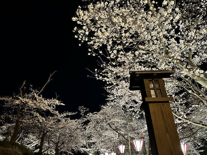 【日本，鳥取】鹿野城跡公園，夜得好美，好魔幻！！（2023日本賞櫻，夜櫻超推，鳥取賞櫻秘境）