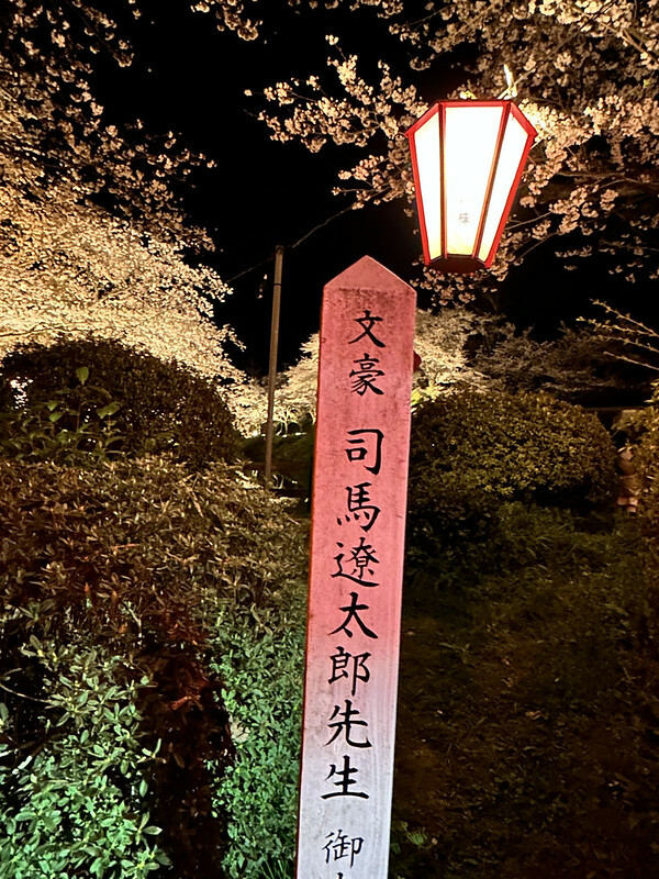 【日本，鳥取】鹿野城跡公園，夜得好美，好魔幻！！（2023日本賞櫻，夜櫻超推，鳥取賞櫻秘境）
