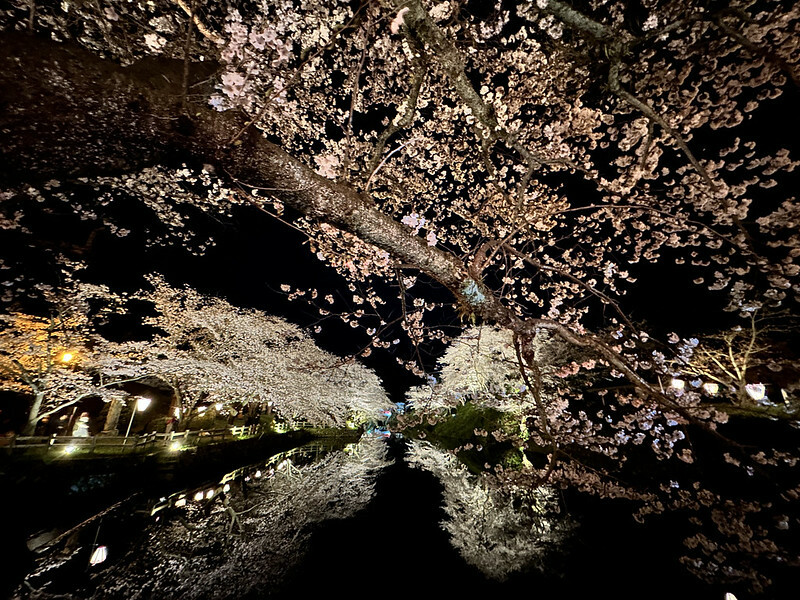 【日本，鳥取】鹿野城跡公園，夜得好美，好魔幻！！（2023日本賞櫻，夜櫻超推，鳥取賞櫻秘境）