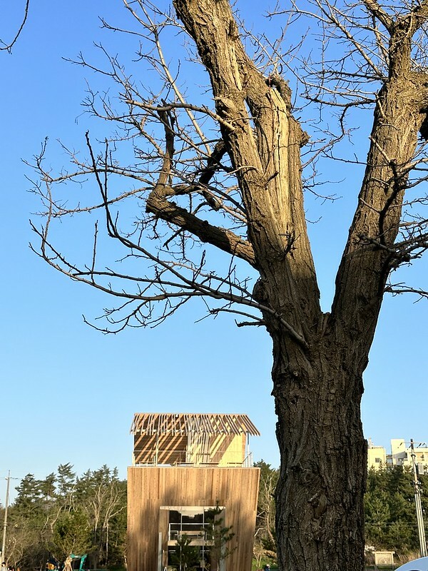 【日本，鳥取】Takahama Cafe（タカハマカフェ/高濱咖啡廳)，「通往天空的階梯」隈研吾新作品。（鳥取咖啡