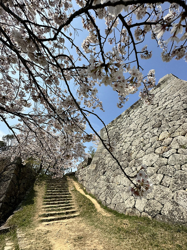 【日本,鳥取,米子市】米子城跡(よなごじょう),市區內的健行、賞櫻名勝。(鳥取旅遊,鳥取櫻花)