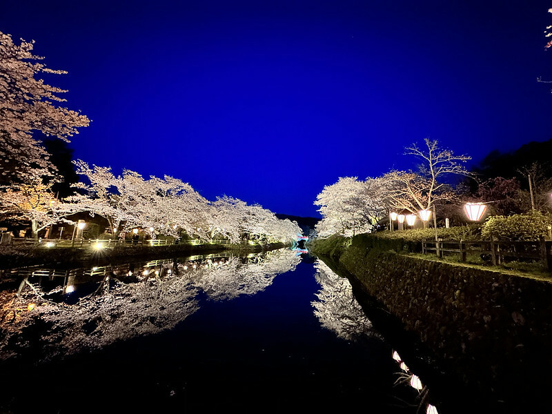 【日本，鳥取】鹿野城跡公園，夜得好美，好魔幻！！（2023日本賞櫻，夜櫻超推，鳥取賞櫻秘境）